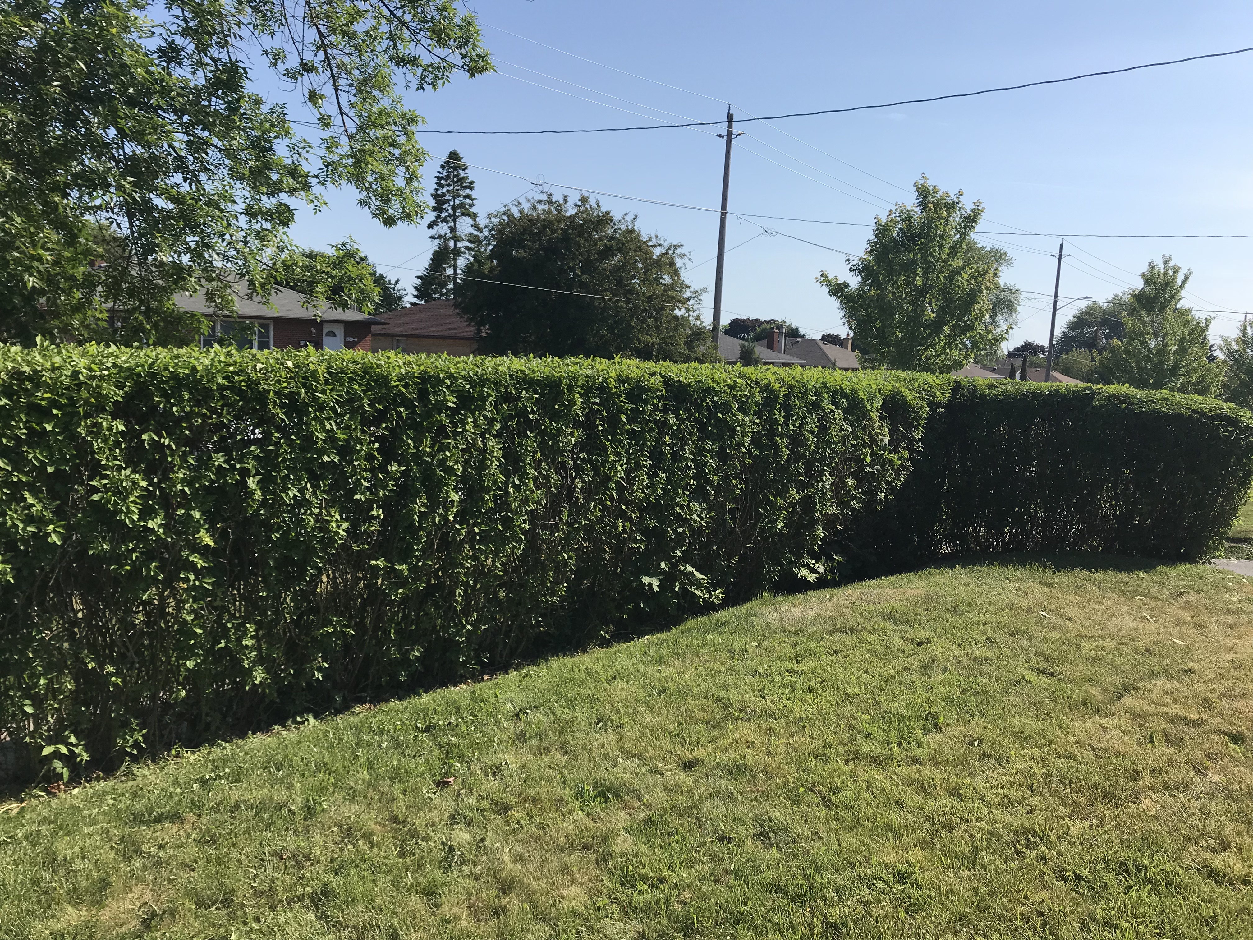 Trimmed Hedge